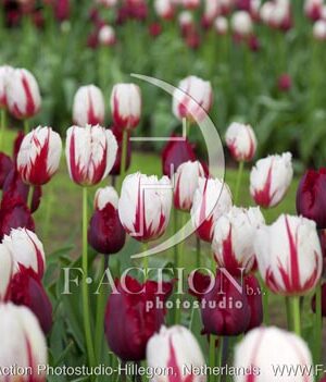 botanic stock photo Tulipa