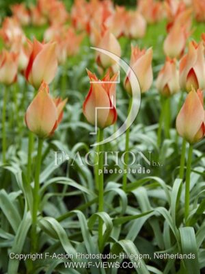botanic stock photo Tulipa