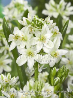 botanic stock photo Ornithogalum