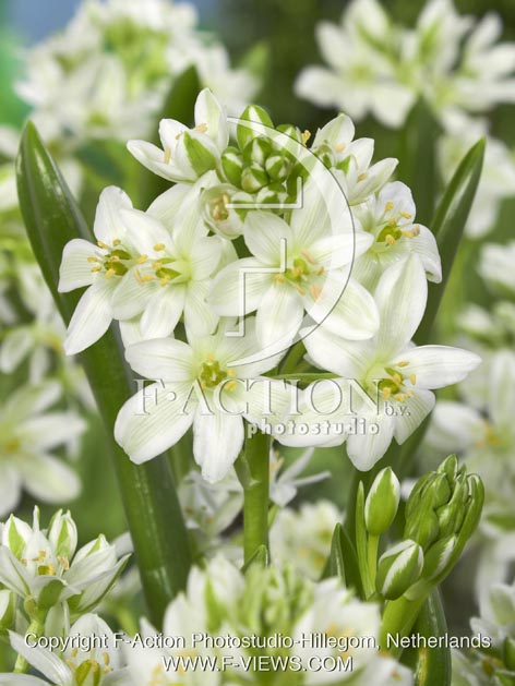 botanic stock photo Ornithogalum