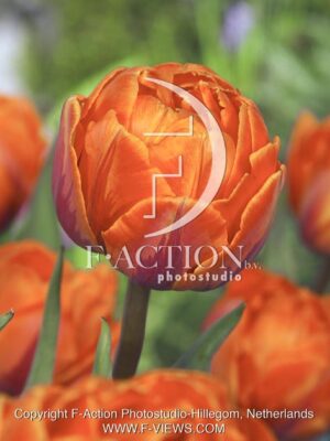 botanic stock photo Tulipa