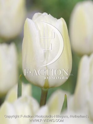botanic stock photo Tulipa