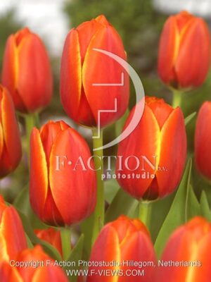 botanic stock photo Tulipa