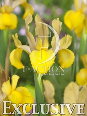 botanic stock photo Iris