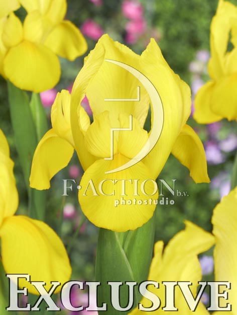 botanic stock photo Iris