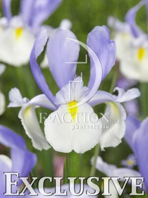 botanic stock photo Iris