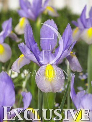 botanic stock photo Iris