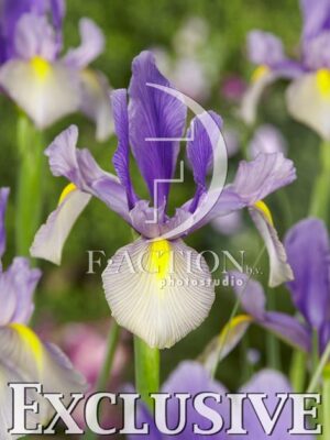 botanic stock photo Iris