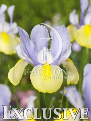 botanic stock photo Iris