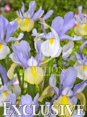 botanic stock photo Iris