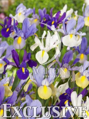 botanic stock photo Iris