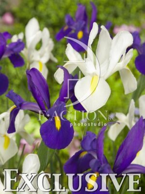 botanic stock photo Iris