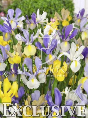 botanic stock photo Iris