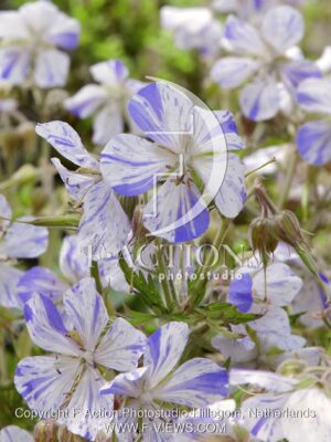 botanic stock photo Geranium