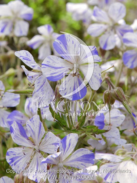 botanic stock photo Geranium