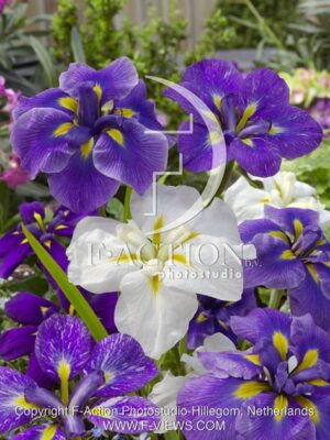 botanic stock photo Iris