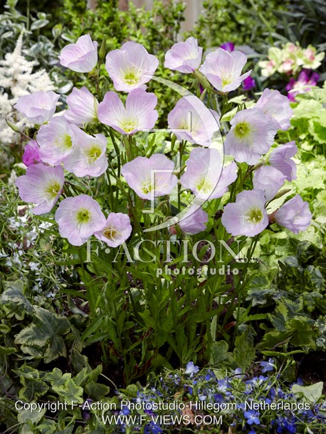 botanic stock photo Oenothera