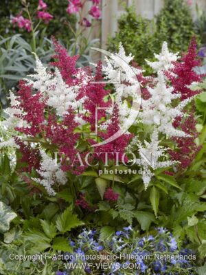 botanic stock photo Astilbe