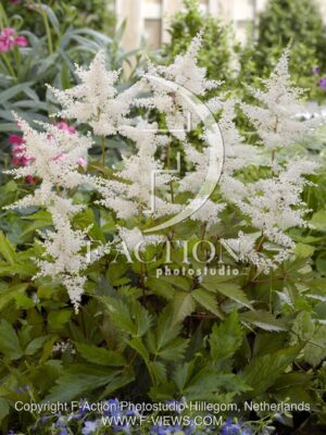 botanic stock photo Astilbe