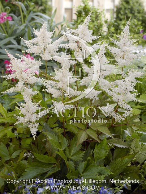 botanic stock photo Astilbe