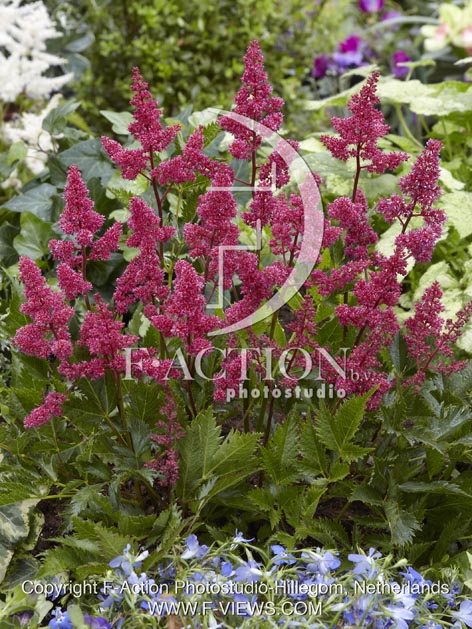 botanic stock photo Astilbe