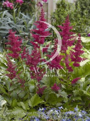 botanic stock photo Astilbe