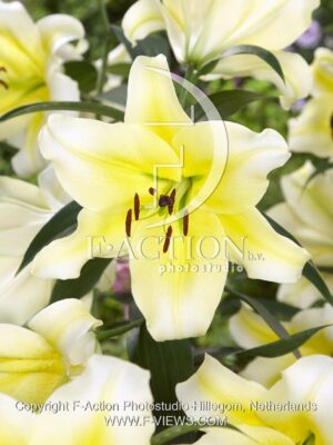 botanic stock photo Lilium