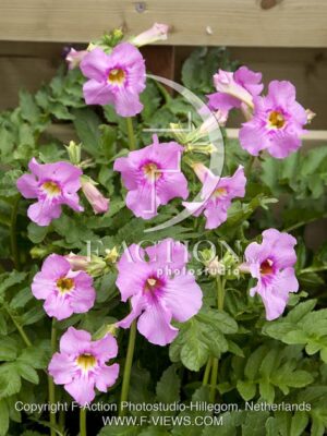 botanic stock photo Incarvillea