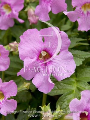 botanic stock photo Incarvillea