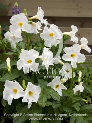 botanic stock photo Incarvillea