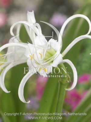 botanic stock photo Hymenocallis