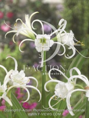 botanic stock photo Hymenocallis