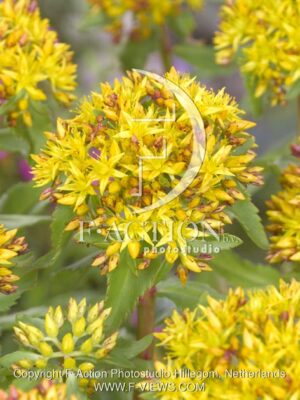 botanic stock photo Sedum