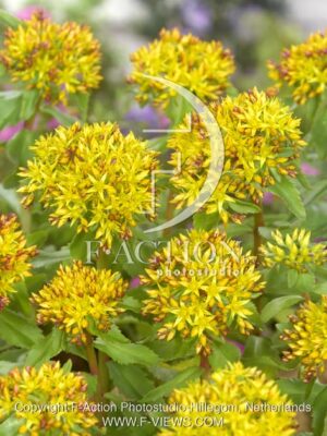 botanic stock photo Sedum