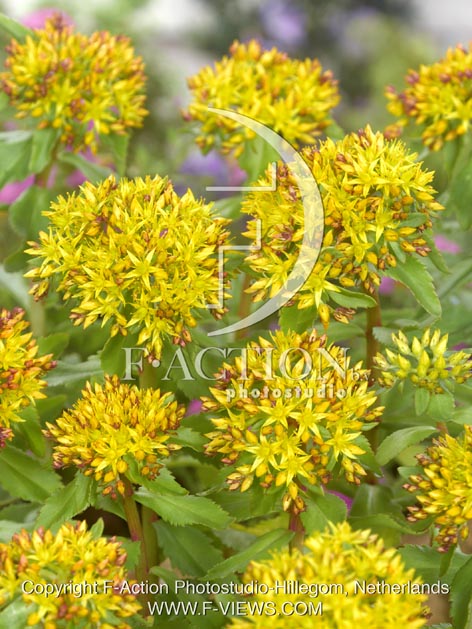 botanic stock photo Sedum