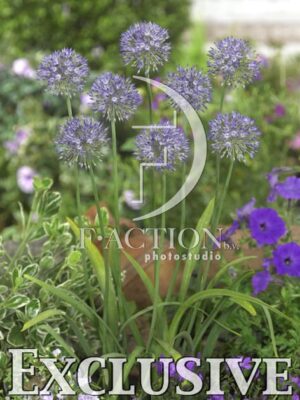 botanic stock photo Allium