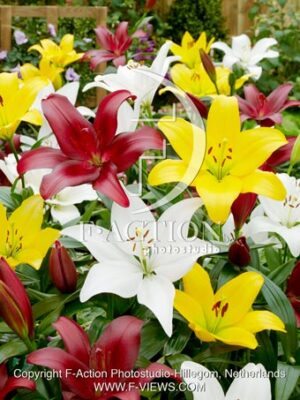 Asiatic Mixed