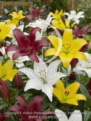 botanic stock photo Lilium