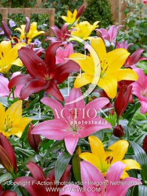 Asiatic Mixed