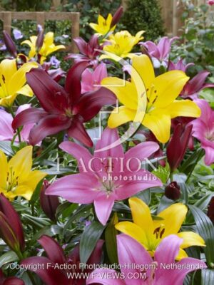 botanic stock photo Lilium