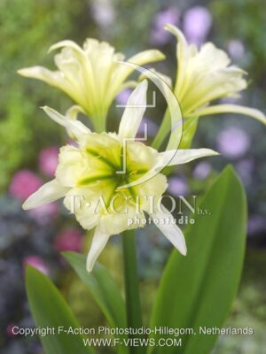 botanic stock photo Hymenocallis