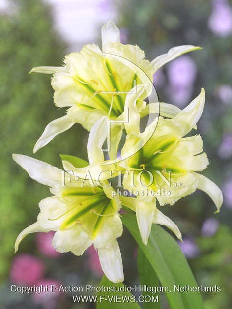 botanic stock photo Hymenocallis