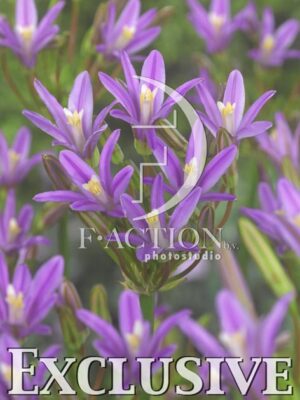 botanic stock photo Triteleia