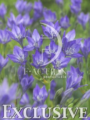 botanic stock photo Triteleia