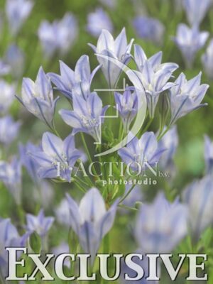 botanic stock photo Triteleia