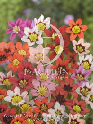botanic stock photo Sparaxis