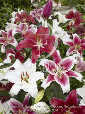 botanic stock photo Lilium