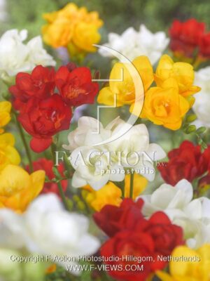 botanic stock photo Freesia