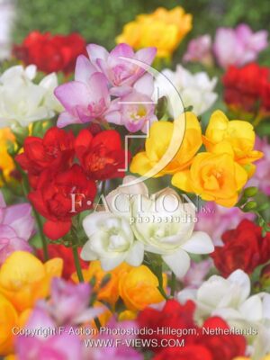botanic stock photo Freesia