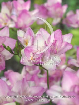 botanic stock photo Freesia